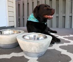 a dog sitting on the ground next to two bowls