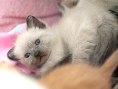 a white cat laying on top of a bed next to a pink blanket with blue eyes