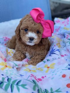 a small brown dog with a pink bow on it's head sitting on a bed