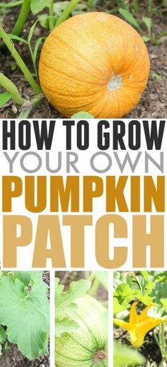 how to grow your own pumpkin patch in the garden with text overlay that reads, how to grow your own pumpkin patch