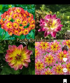 four pictures of different types of flowers with captions in the bottom right hand corner