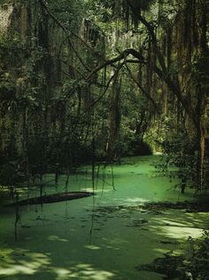 a swampy area with green water and moss growing on the trees in the foreground