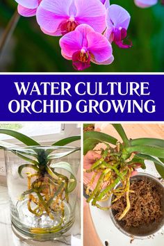 purple orchids and other flowers in glass vases with text overlay that reads water culture orchid growing