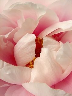 a large pink flower with white petals