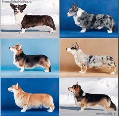 four different types of dogs standing in front of a blue background with snow on the ground