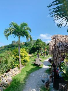 there is a path that goes to the beach and palm trees on both sides of it