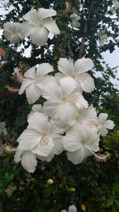 white flowers are blooming in the garden