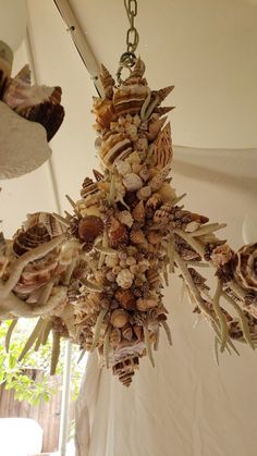 a chandelier made out of seashells hanging from a ceiling