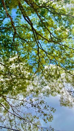 looking up at the leaves and branches of a tree