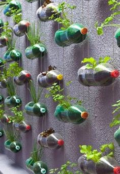 there are many bottles that have plants growing out of them on the side of this wall