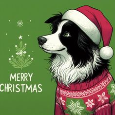 a black and white dog wearing a christmas sweater