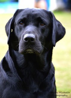 a black dog sitting in the grass looking at something to the side with his eyes wide open