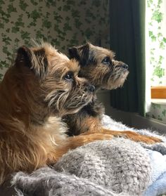 two small dogs sitting next to each other on top of a blanket in front of a window