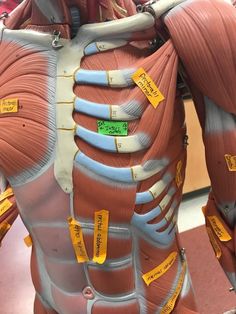 the back view of a human body with labels attached to it's ribs and muscles