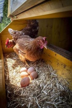 two chickens and three eggs in a chicken coop with straw on the ground next to them