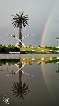 a palm tree with a rainbow in the background and water reflecting it's reflection