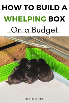 two puppies laying on top of a bed with the words how to build a wheeling box on a budget