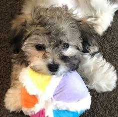 a small dog laying on the floor with a toy in its mouth and it's eyes closed