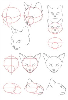 how to draw different types of cats and dogs with pencils step by step instructions