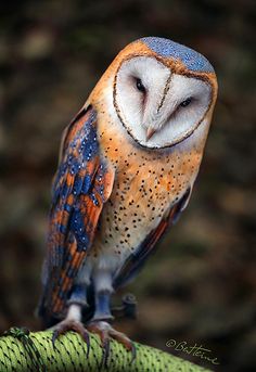 an owl sitting on top of a tree branch