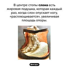 an image of a shoe with the words in russian above it and below it are pictures of shoes that appear to have been made out of paper