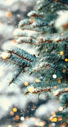 the branches of a pine tree are covered with snow and christmas lights in the background