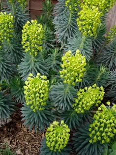 some very pretty green plants in a garden