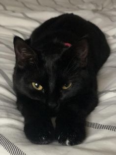 a black cat laying on top of a bed