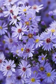 purple flowers with yellow centers are in the middle of some blue ones and they look like daisies