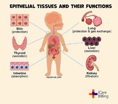 Epithelial tissue form the covering of all body surfaces,line body cavities and hollow organs and are the major tissue in glands. They perform a variety of functions that include protection, excretion, filtration, diffusion, and sensory reception. Looking for expert #medicalbillers, visit http://icarebilling.com #healthcare #US #Medical #MedicalBilling #patientcare #EHR #MedicalBillingBlog #Research #hospitals #provider #medical #medicare #MedStudents #Chicago #IL #Illinois #USA #iCareBilling Body Cavities, Epithelial Tissue, Nurse Study Notes, Body Tissues, Nursing Study, Medical Billing, I Care, Study Notes, Cavities