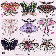 a drawing of different kinds of moths