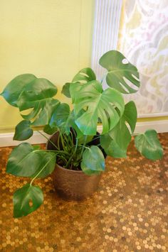 a potted plant sitting on top of a tiled floor