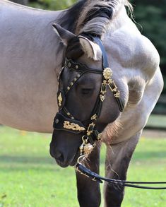 a horse wearing a bridle and reins in the grass