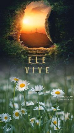 the movie poster for ele vive with daisies in front of an open doorway