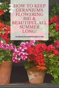 flowers with the words how to keep geraniums flowering big and beautiful all summer long