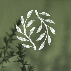 a close up of a plant with leaves on it