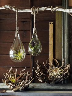 three hanging air plants in glass vases on a window sill next to a wooden wall