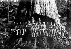 black and white photograph of men sitting in front of a large tree trunk with one man standing