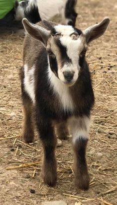 two baby goats standing next to each other