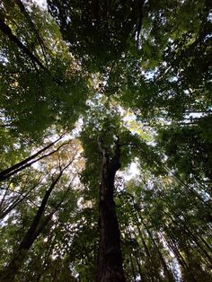 looking up at the tops of tall trees