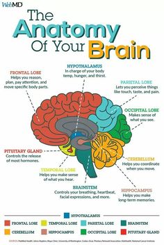 the anatomy of your brain is shown in this poster