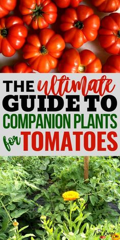 the ultimate guide to companion plants for tomatoes and other vegetables that you can grow in your garden