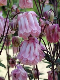 pink flowers with green leaves in the background