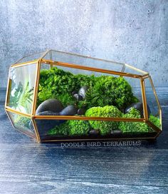 a glass terrarium filled with moss and rocks