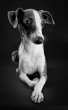 a black and white photo of a small dog looking at the camera while sitting down