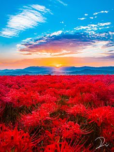 the sun is setting over a field full of red flowers