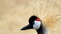 a bird with feathers on it's head standing in front of a brown background