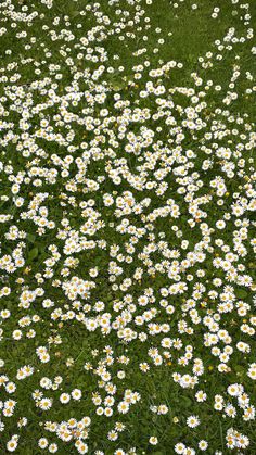 a field full of white and yellow daisies