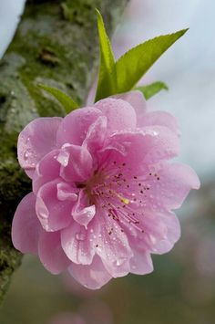 a pink flower on a tree branch with water droplets