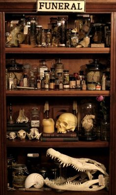 a wooden shelf filled with lots of different types of skulls and other things on top of it